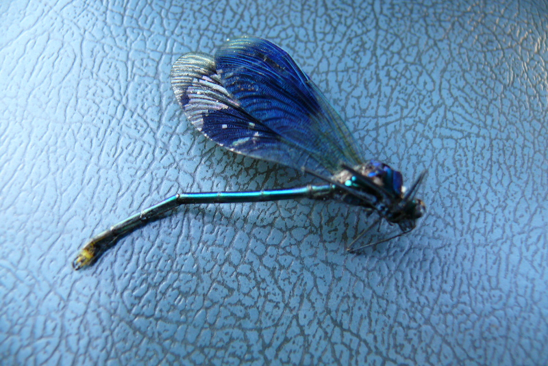 P1120084-k.jpg (image/jpeg)